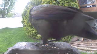 american crow