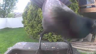 common grackle