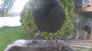 common grackle