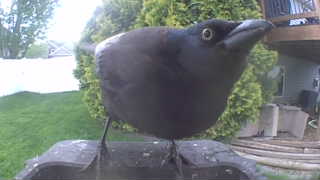 common grackle