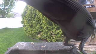 american crow