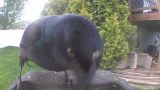common grackle