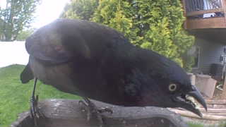 common grackle