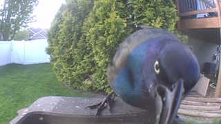 common grackle