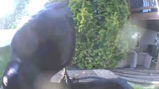 american crow
