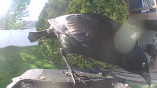 common grackle