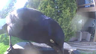 common grackle