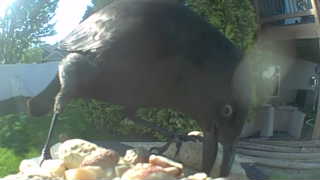 common grackle