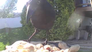 common grackle