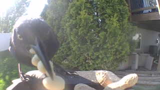 american crow