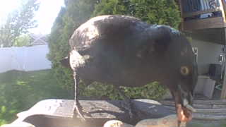 common grackle
