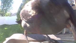 common grackle