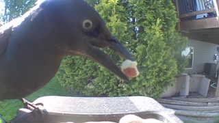 common grackle