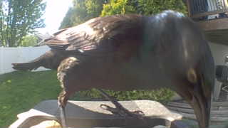 common crow