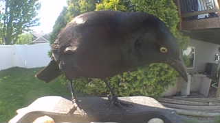 common grackle