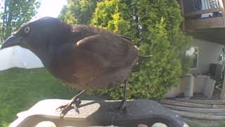 common grackle