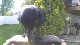common grackle