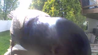 turkey vulture