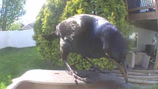 common grackle