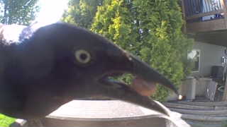common grackle