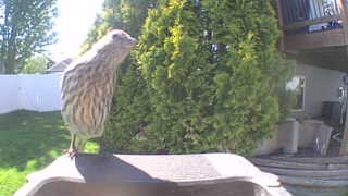 american robin