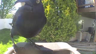 common grackle