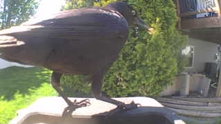 american crow