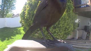 common grackle