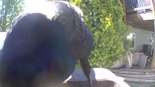 mallard