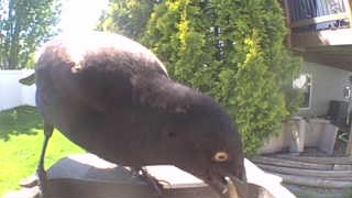 common grackle