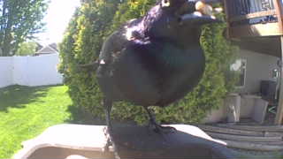 common grackle