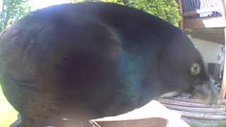 common grackle