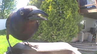 american crow