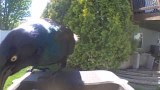 common grackle