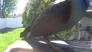 common grackle