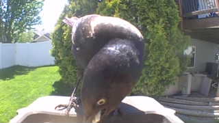 rock pigeon