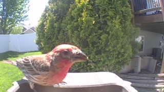 house finch