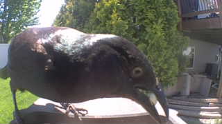 common grackle