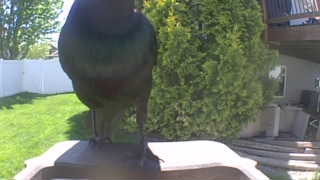 american crow
