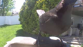 rock pigeon