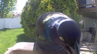 common grackle