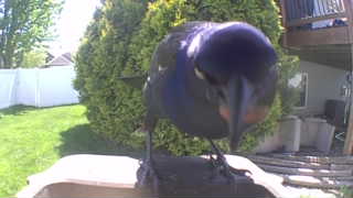 common grackle
