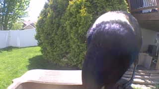 mallard duck