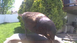 common grackle