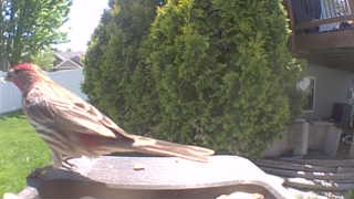 house finch
