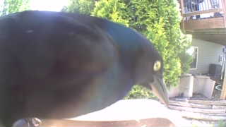 common grackle