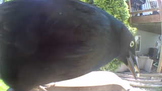 common grackle