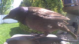 common grackle