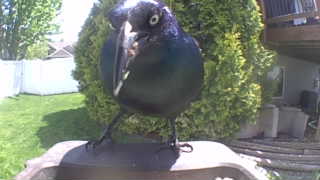 common grackle