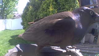common grackle